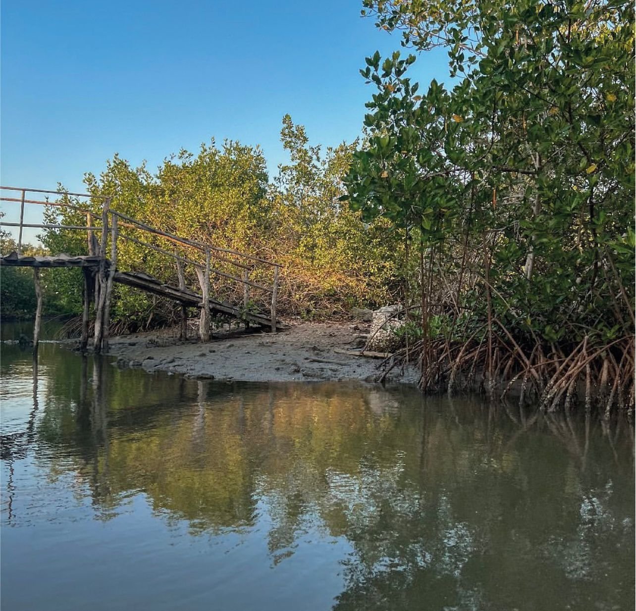 Boquilla Mangrove Tour 1