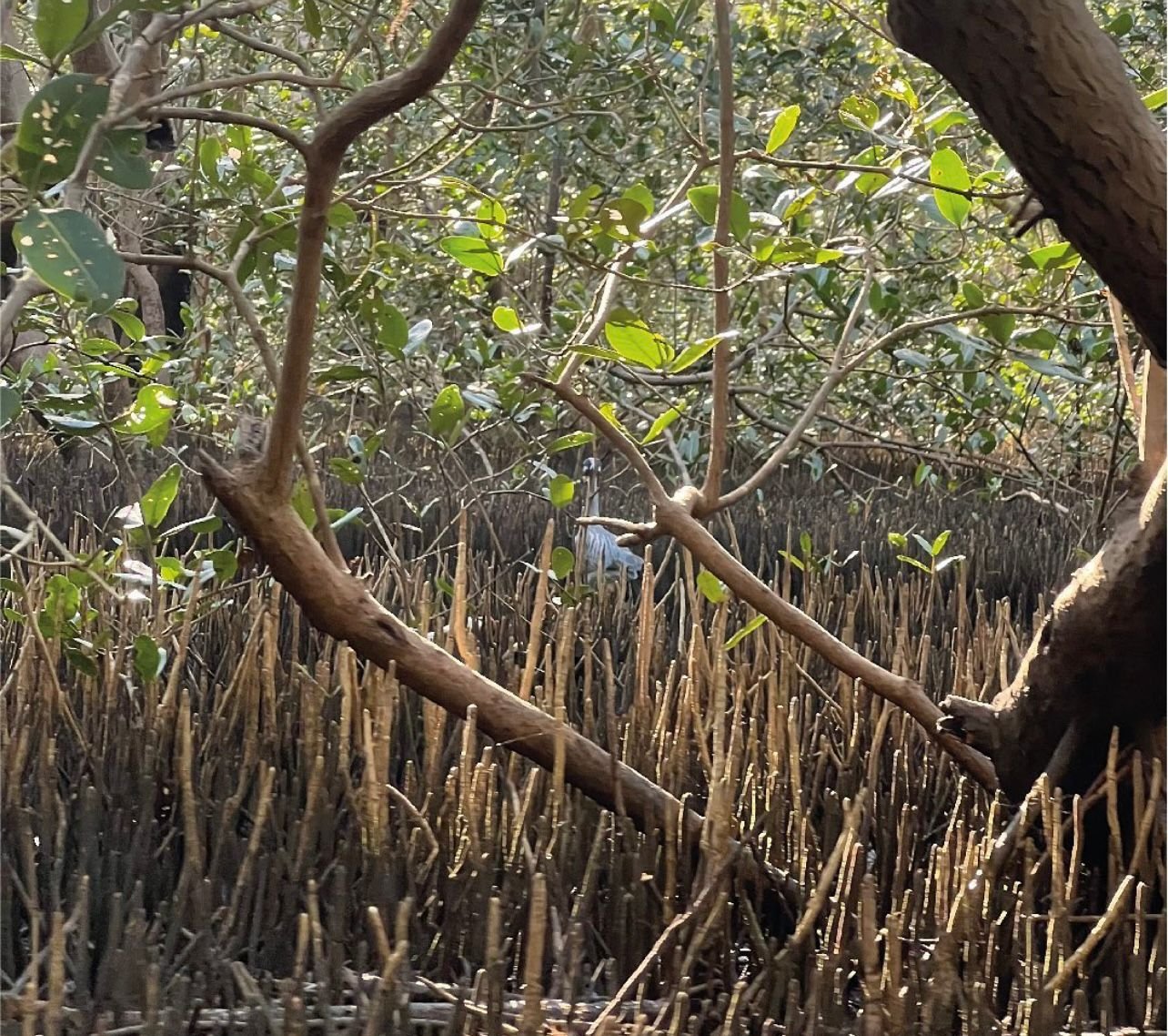 Boquilla Mangrove Tour 4