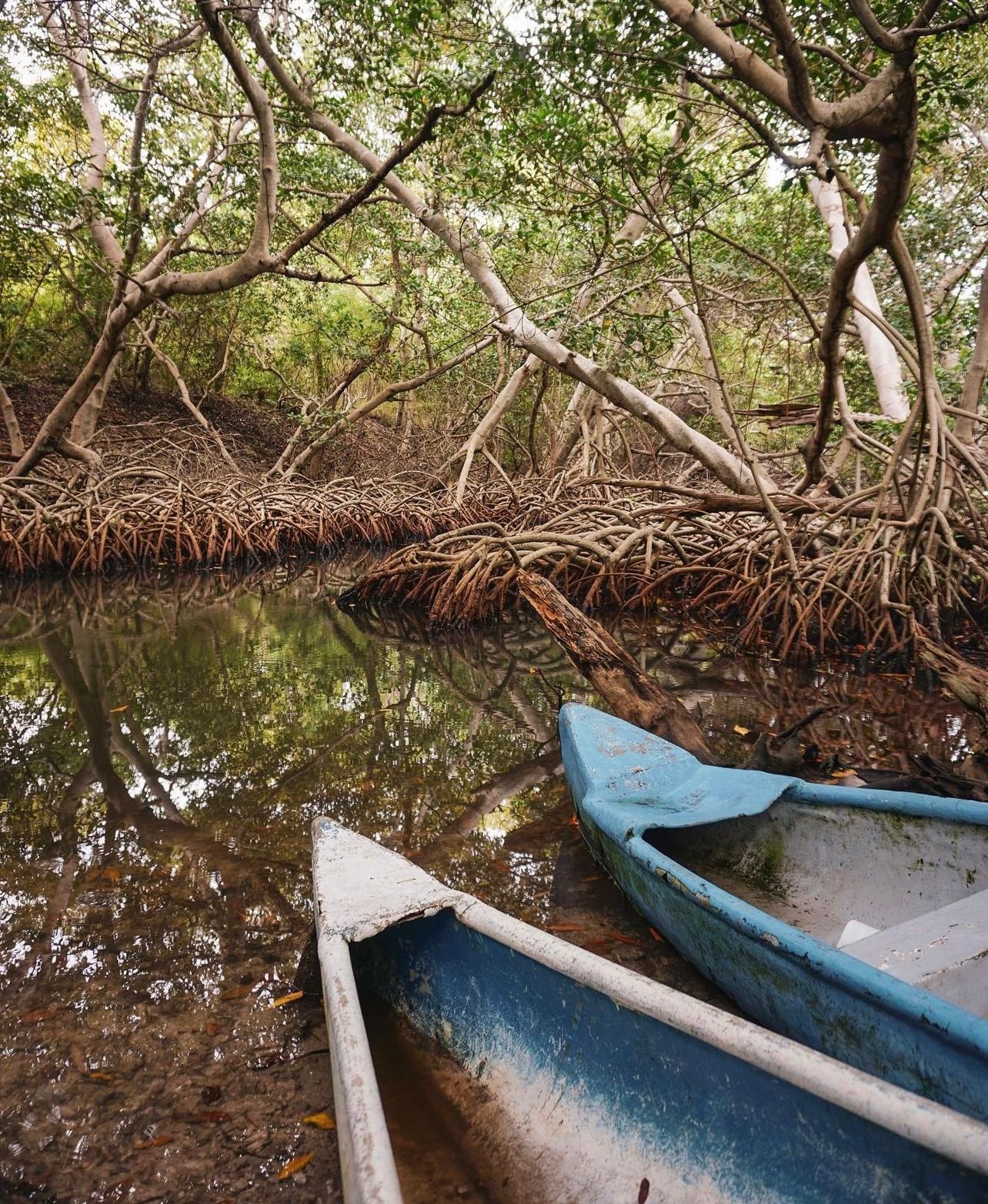 Boquilla Mangrove Tour